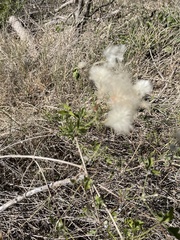 Clematis drummondii