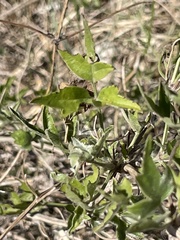 Clematis drummondii