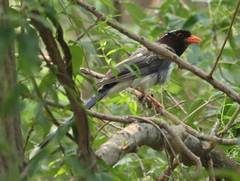 Urocissa erythroryncha