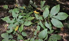 Carya myristiciformis