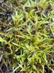 Helodium paludosum