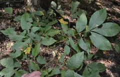 Carya myristiciformis