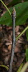 Carya myristiciformis
