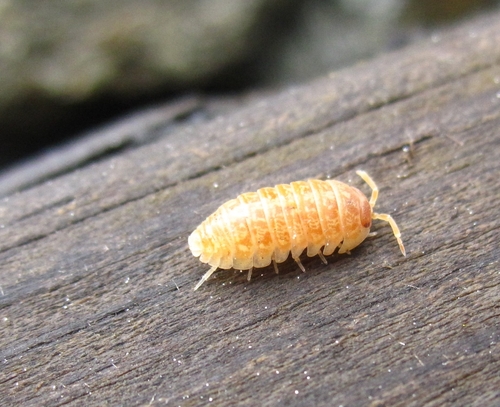 Versicolored Pill Woodlouse, Cheboksary, Chuvashia Republic, Russia, 428019, photo 5 of 10