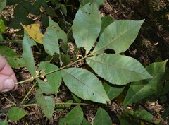 Carya myristiciformis