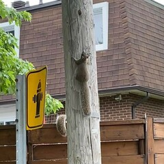 Sciurus carolinensis