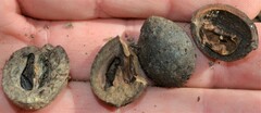 Carya myristiciformis