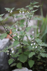Solanum nigrum