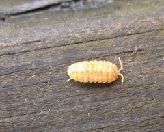 Armadillidium versicolor