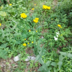 Alloispermum scabrum