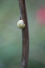 Cepaea hortensis