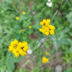 Alloispermum scabrum