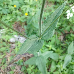 Alloispermum scabrum