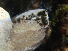 Megabalanus azoricus
