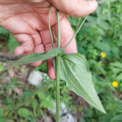 Alloispermum scabrum