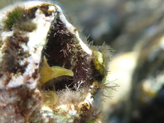 Megabalanus azoricus