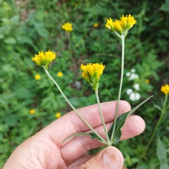 Alloispermum scabrum