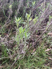 Tessaria absinthioides