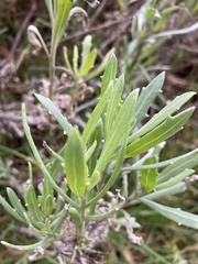 Tessaria absinthioides
