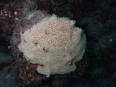 Hemimycale columella
