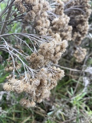 Tessaria absinthioides