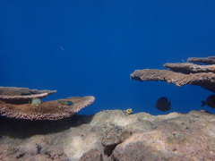 Thalassoma quinquevittatum