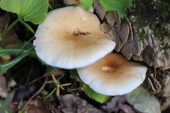 Cyclocybe