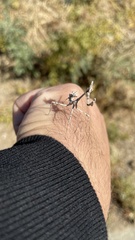 Empusa fasciata