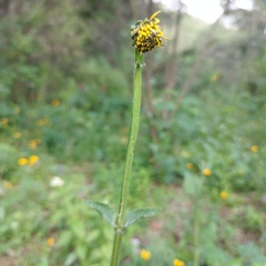 Verbesina tetraptera