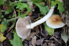 Cyclocybe