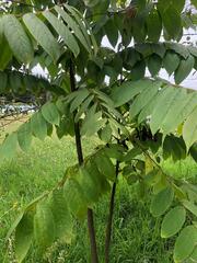Juglans neotropica