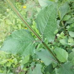 Verbesina tetraptera