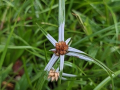 Rhynchospora nervosa