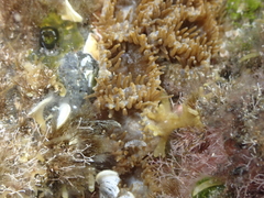 Palythoa grandiflora