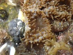 Palythoa grandiflora