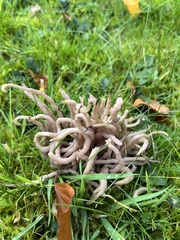 Clavaria