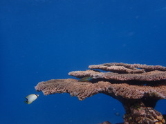 Thalassoma quinquevittatum