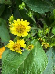 Smallanthus pyramidalis