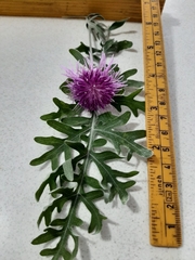 Centaurea cineraria