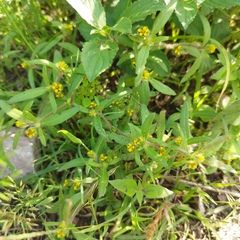 Melampodium sericeum