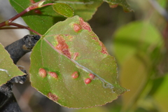 Phyllocoptes didelphis