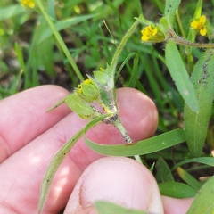 Melampodium sericeum