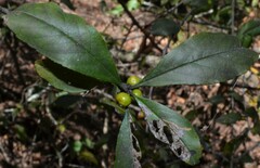 Ilex decidua