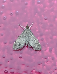 Steniodes declivalis