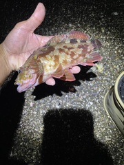 Sebastiscus marmoratus