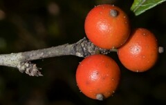 Ilex decidua