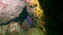 Telmatactis cricoides