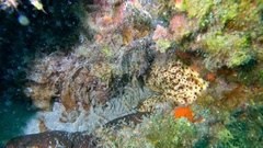 Holothuria sanctori