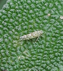 Eupteryx melissae