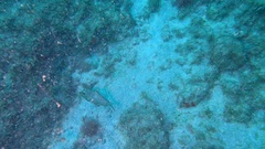 Stephanolepis hispida